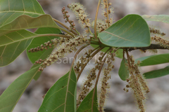 Terminalia bellirica